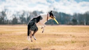 From Couch Potato to Playful Pal: How to Encourage a More Active Dog
