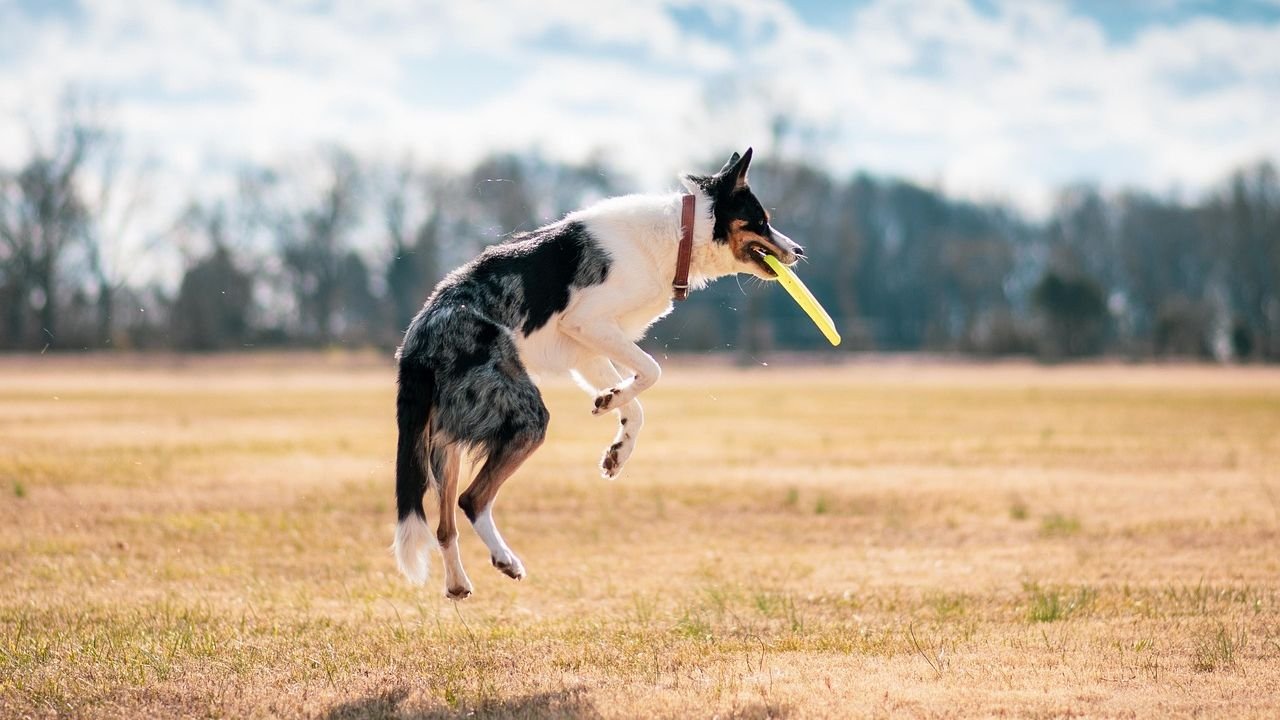 From Couch Potato to Playful Pal: How to Encourage a More Active Dog