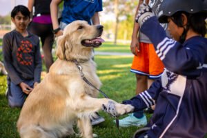 From The Golden Retriever: Why This Breed Excels as a Family Dog