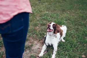 Beyond the Bark: How to Gently Correct Unwanted Dog Habits