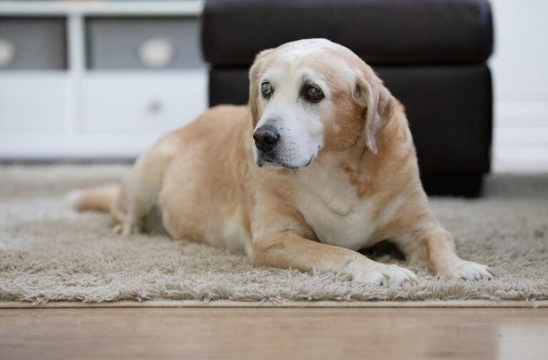 The Wisdom of Senior Dogs: 5 Lessons They Teach Us About Life