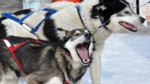 When Good Dogs Go 'Bad': Understanding Occasional Misbehavior