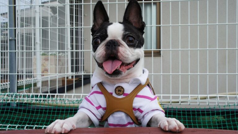 7 Small Dogs With Big Personalities Perfect for Apartment Living