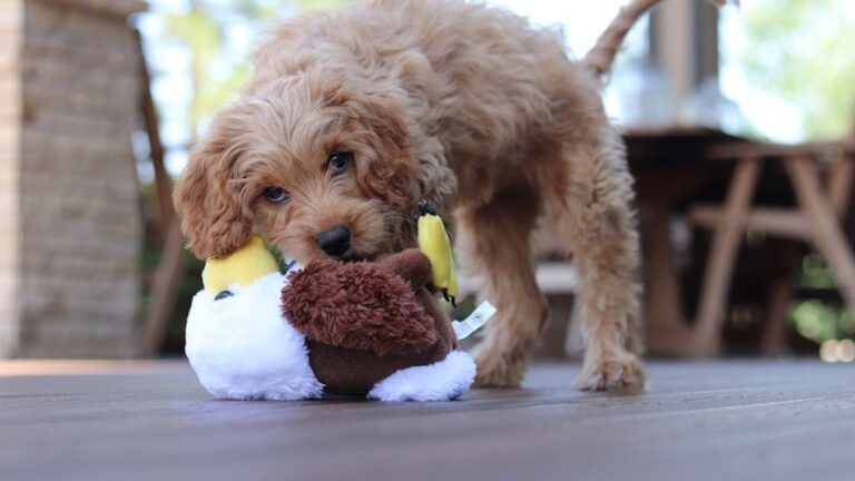 Is Your Dog's Nipping Normal or Naughty?