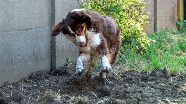 Does Your Dog's Digging Drive You Crazy?