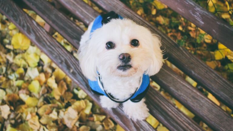 7 Dog Breeds That Adore Quiet Senior Companions