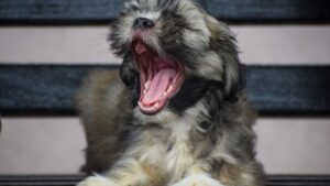 10 Quirky Dog Habits That Show True Affection