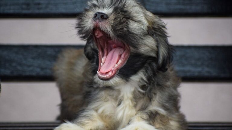 10 Quirky Dog Habits That Show True Affection