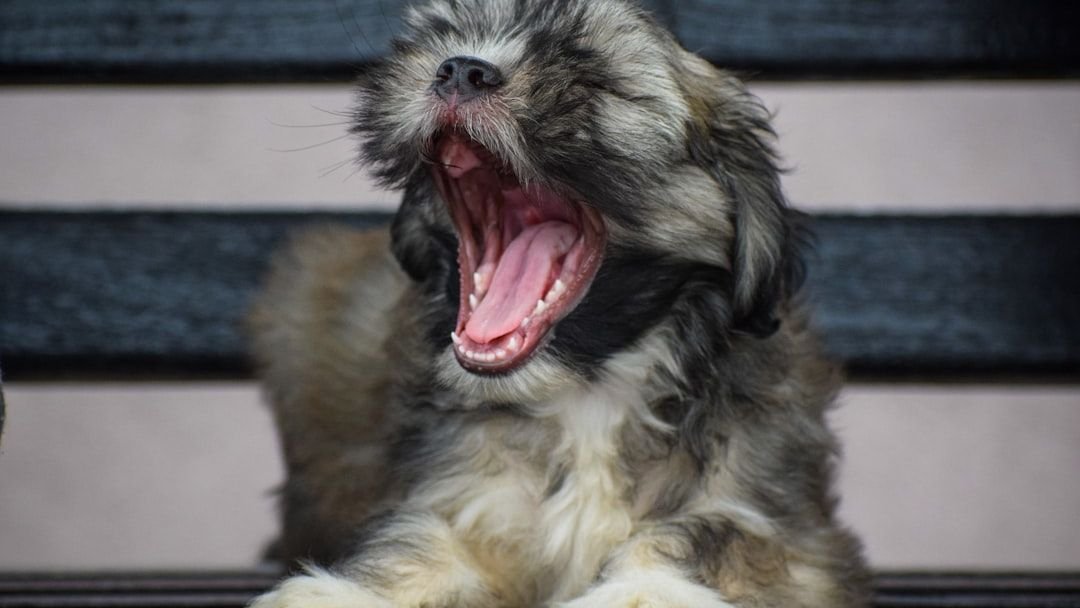 10 Quirky Dog Habits That Show True Affection