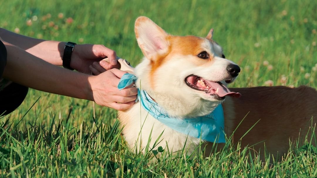 Why Do Dogs Bark at Nothing - Or Are They Sensing Something You Can't?