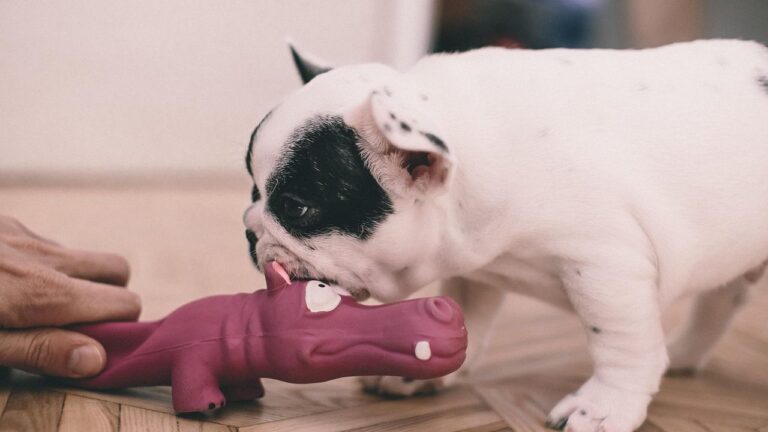 10 Best Dog Breeds For Seniors Living in Florida