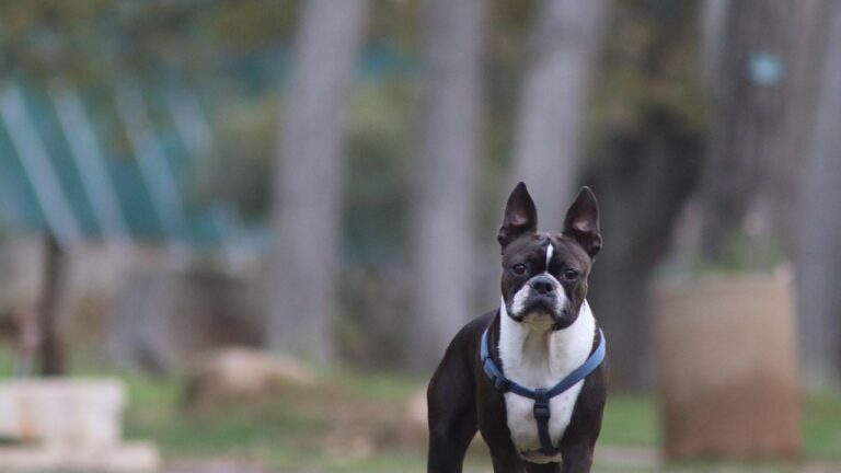 If You're Not a Fan of Little Dogs, These 10 Breeds Will Convert You
