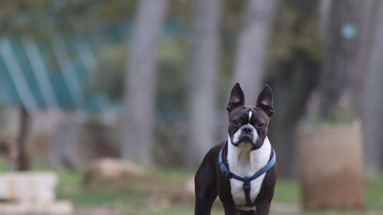 If You're Not a Fan of Little Dogs, These 10 Breeds Will Convert You