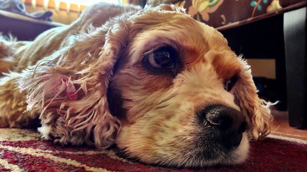 10 Things Dogs Do When They're Mad At You