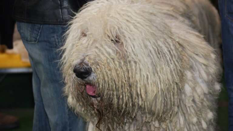 15 Dog Breeds That Refuse to Get Along With Other Pets