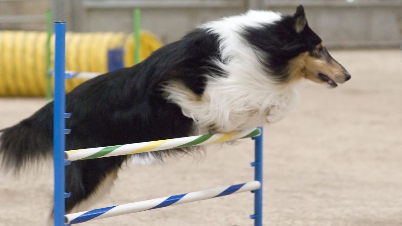 10 Dog Breeds That Will Always Be Loyal To You (And 5 That Are Their Own Masters)