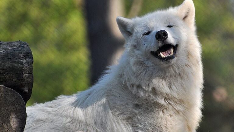 Why Some Dogs 'Smile' and Others Don't