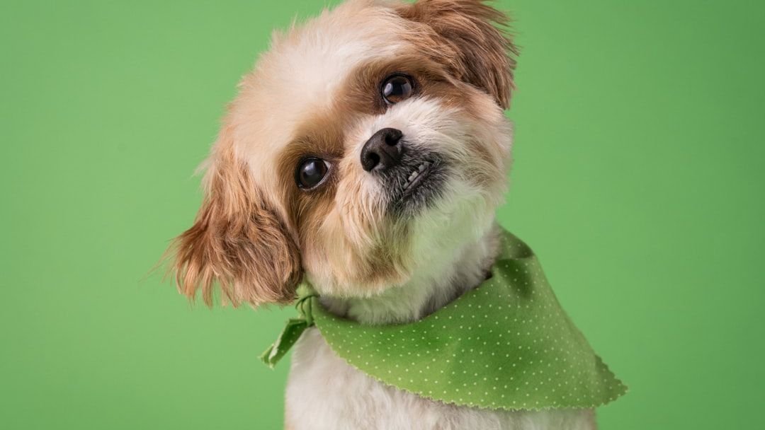 Why Do Dogs Tilt Their Heads When You Talk To Them and What It Means