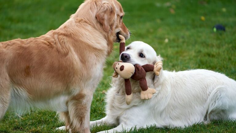 What Does It Mean When Your Dog Brings You Toys