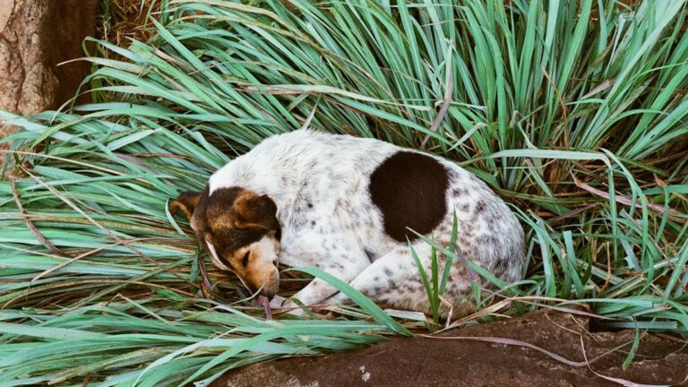 Why Your Dog Circles Before Lying Down