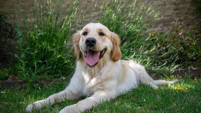 10 Best Dog Breeds For Women Under Zodiac Sign Virgo