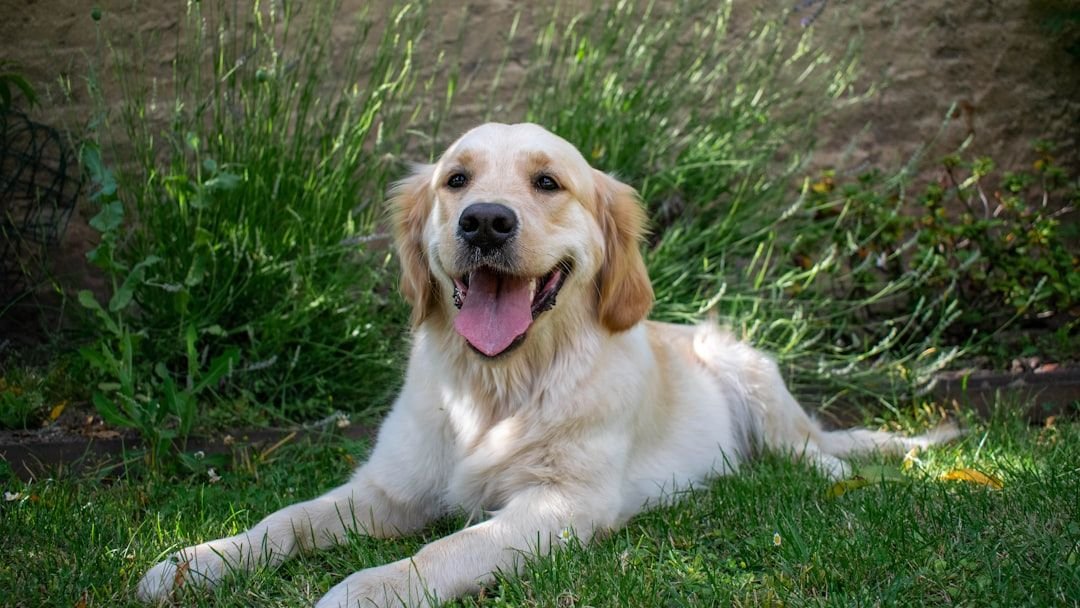 10 Best Dog Breeds For Women Under Zodiac Sign Virgo