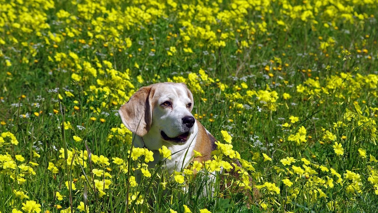 10 Stubborn Dog Breeds (Big and Small) That Require Professional Training