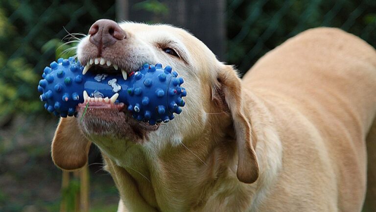 What Does It Mean When a Dog Blinks and Shows Its Teeth