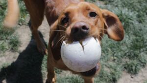 What It Means When Your Dog Brings You Their Favorite Toy