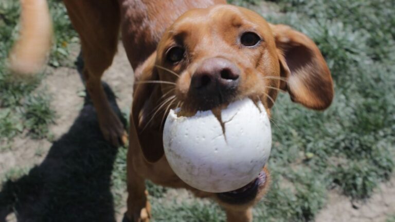 What It Means When Your Dog Brings You Their Favorite Toy