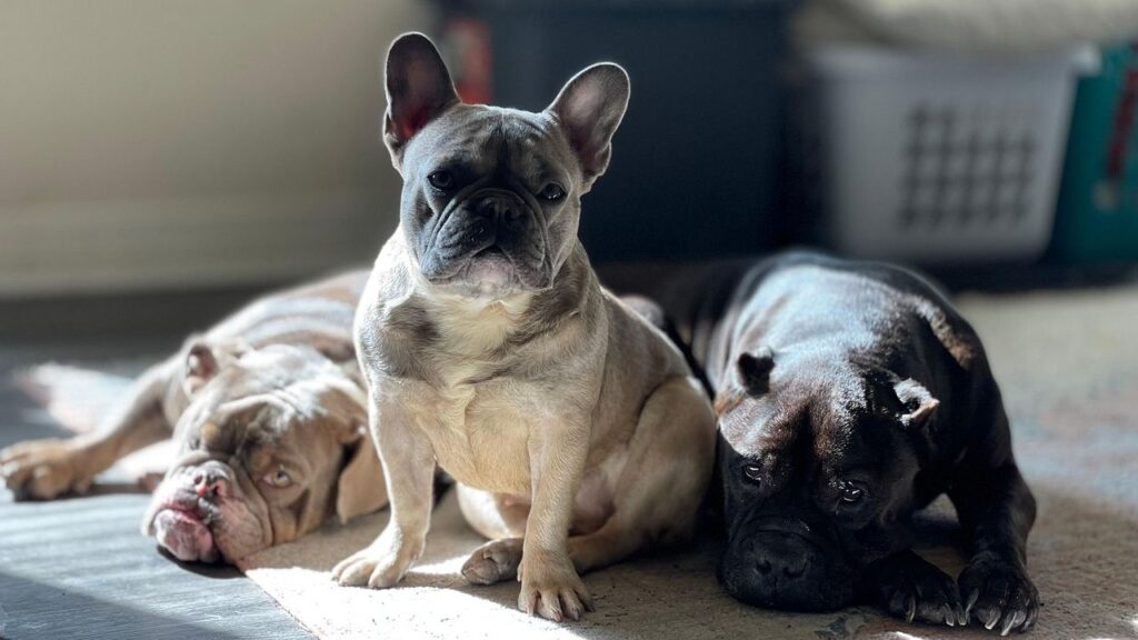 10 Human Oriented Dog Breeds That Thrive on Companionship