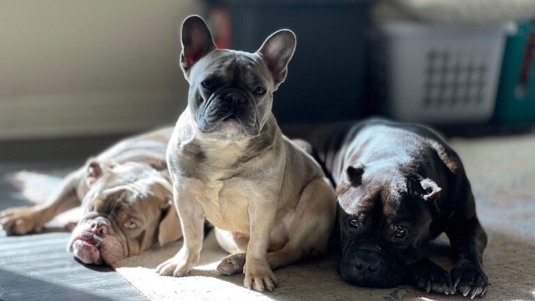 10 Human Oriented Dog Breeds That Thrive on Companionship