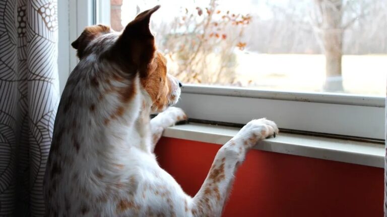 How Do I Know If My Dog is Missing Me?