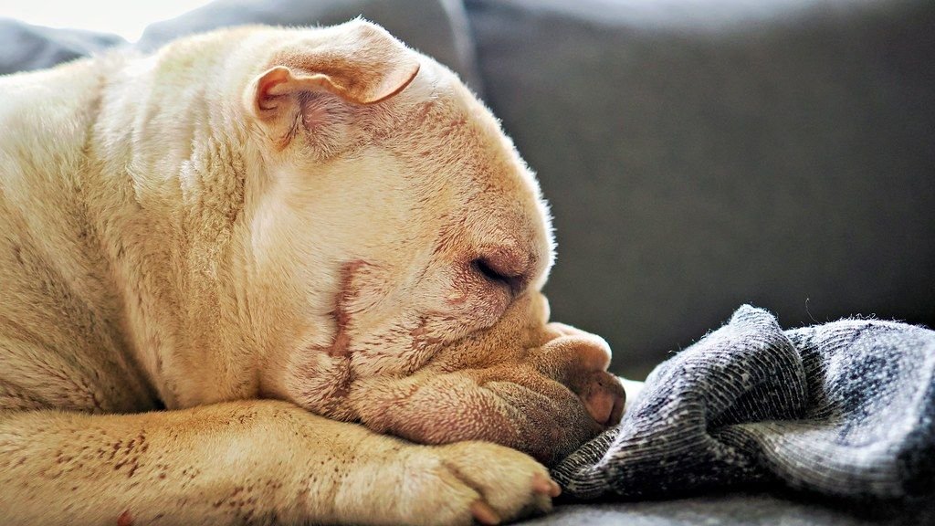 Why Does My Dog Keep Stealing My Socks