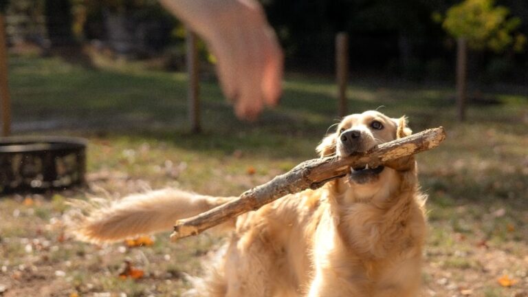 What If Your Dog Doesn't Like Other Dogs? Understanding Socialization Challenges