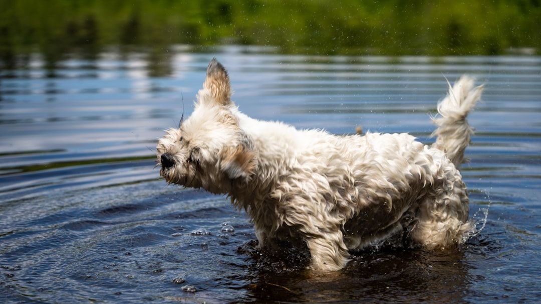 Why Does Your Dog Get the 'Zoomies' After a Bath?