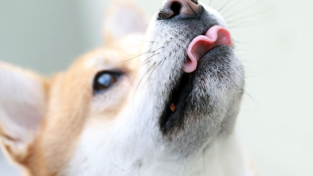What It Means When a Dog Smacks its Lips While Resting