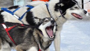 What If Your Dog Doesn't Like Walks (And What To About It)