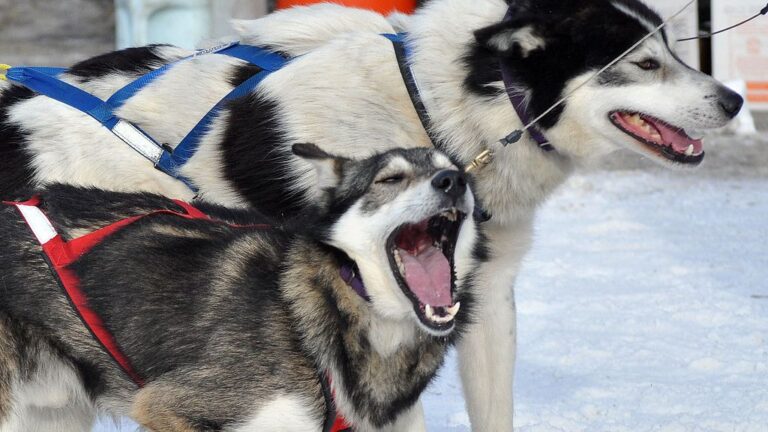 What If Your Dog Doesn't Like Walks (And What To About It)
