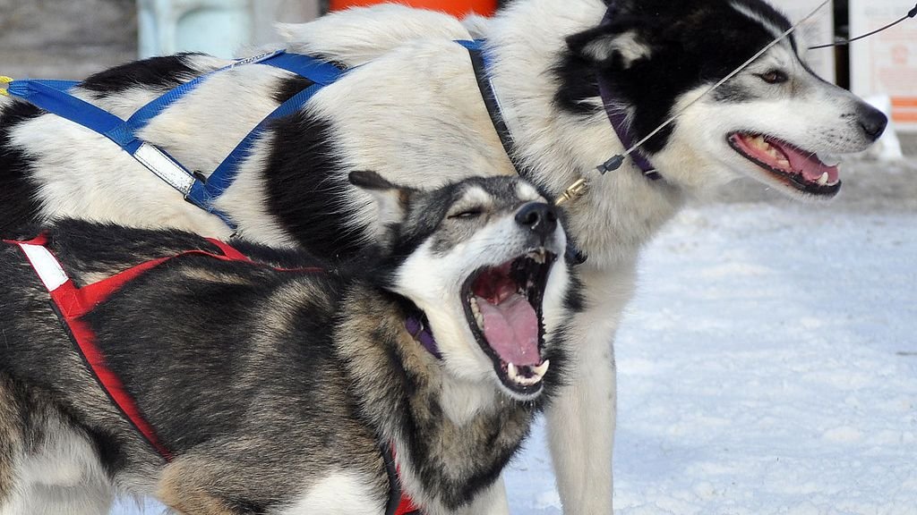 What If Your Dog Doesn’t Like Walks (And What To About It)