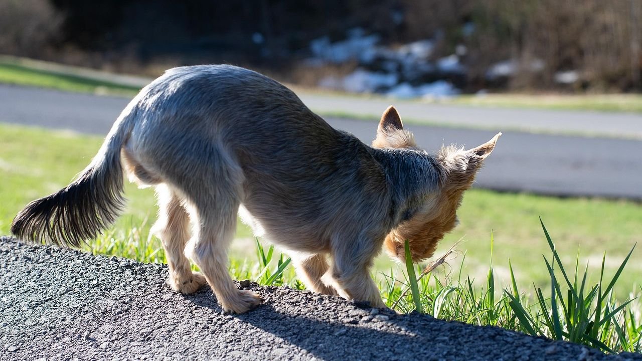 Why Does Your Dog Eat Grass? Is It Normal or a Cause for Concern?