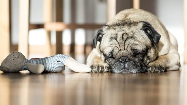 What If Your Dog Doesn't Play With Toys?