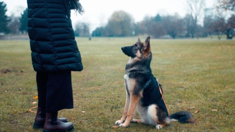 Why You Should Never Scold Your Dog (But Try This Instead)