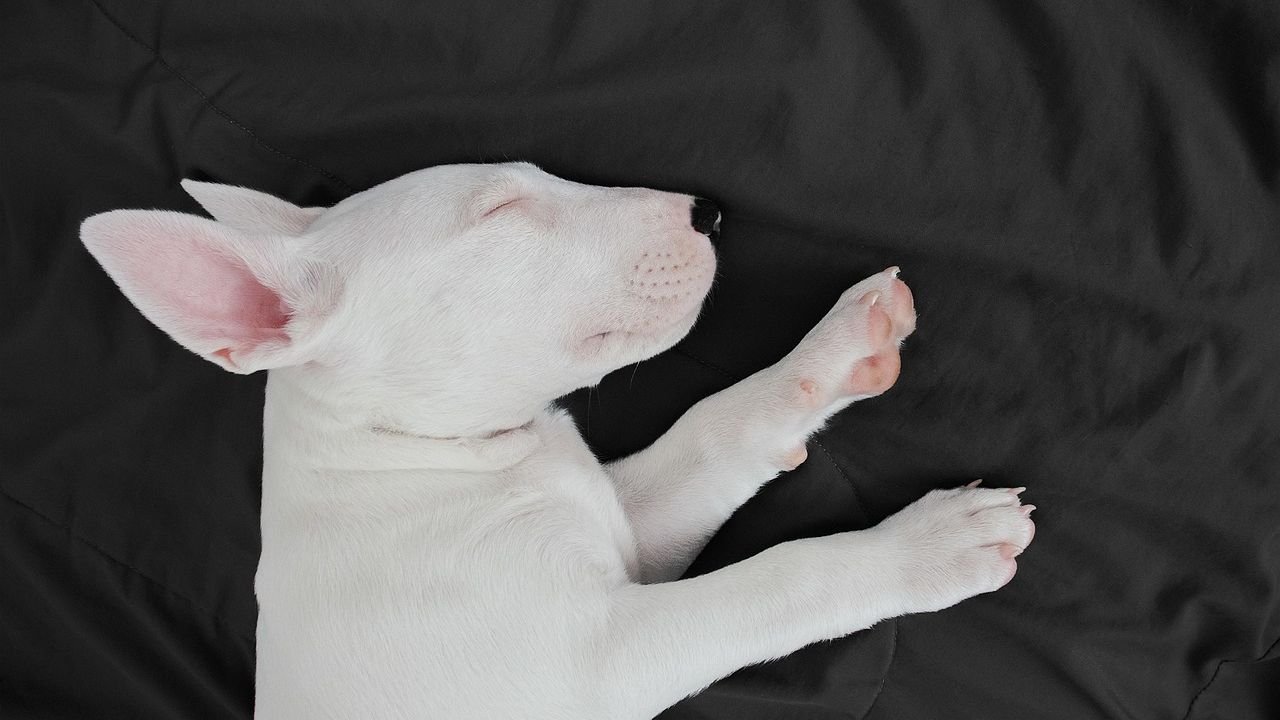 Why You Should Never Wake Up a Dog While It is Dreaming