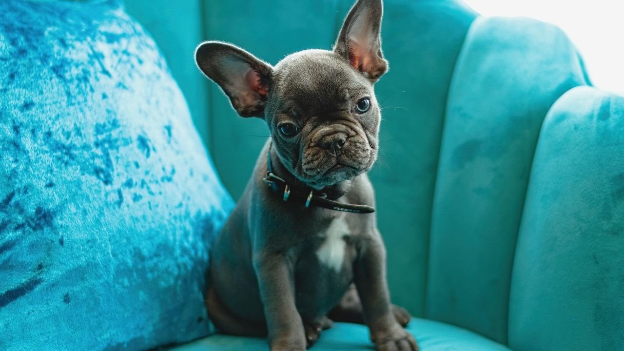 10 Best Dog Breeds for Seniors Who Want a Calm Companion