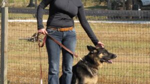 5 Common Mistakes That Accidentally Encourage Your Dog's Bad Habits