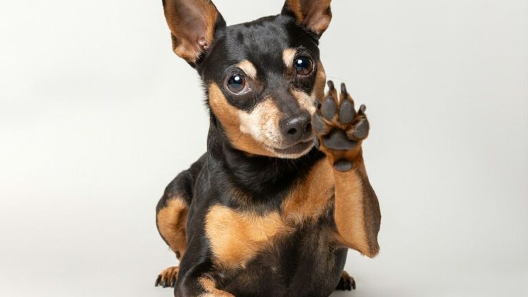 8 Easy Tricks to Teach Your Old Dog New Skills