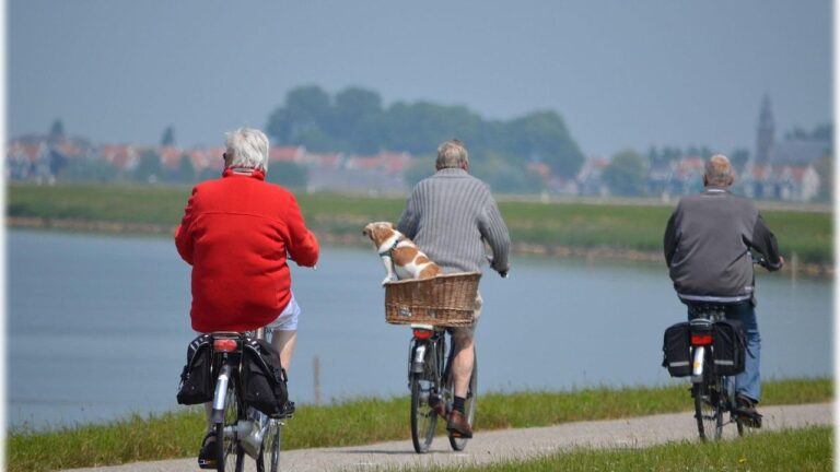 6 Simple Ways to Keep Your Dog's Mind Sharp as They Grow Older