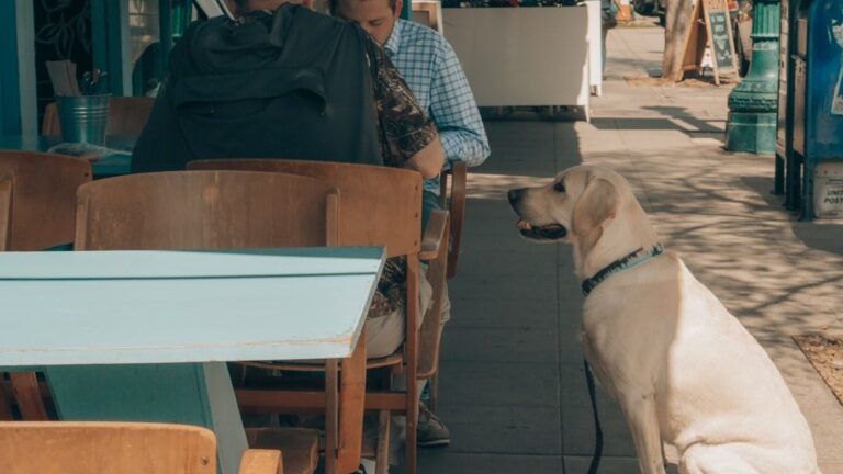 Is Your Dog a Picky Eater? 7 Tips to Make Mealtime Fun Again