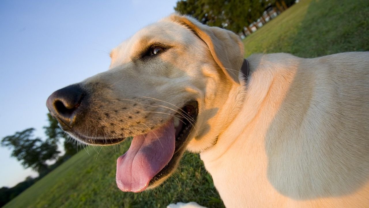 8 Gentle Dog Breeds That Are Patient and Loving with Grandchildren